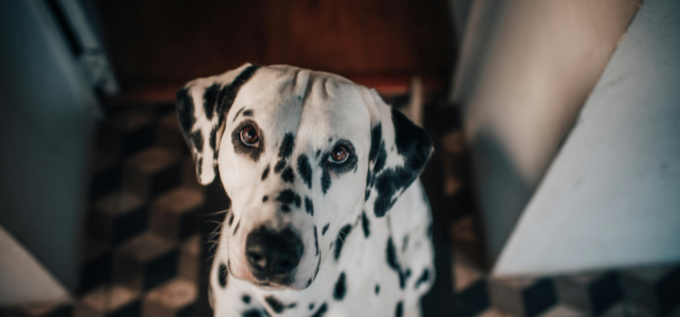 Hidden Hazards: 10 Common Household Plants Toxic to Pets | PetTrain360